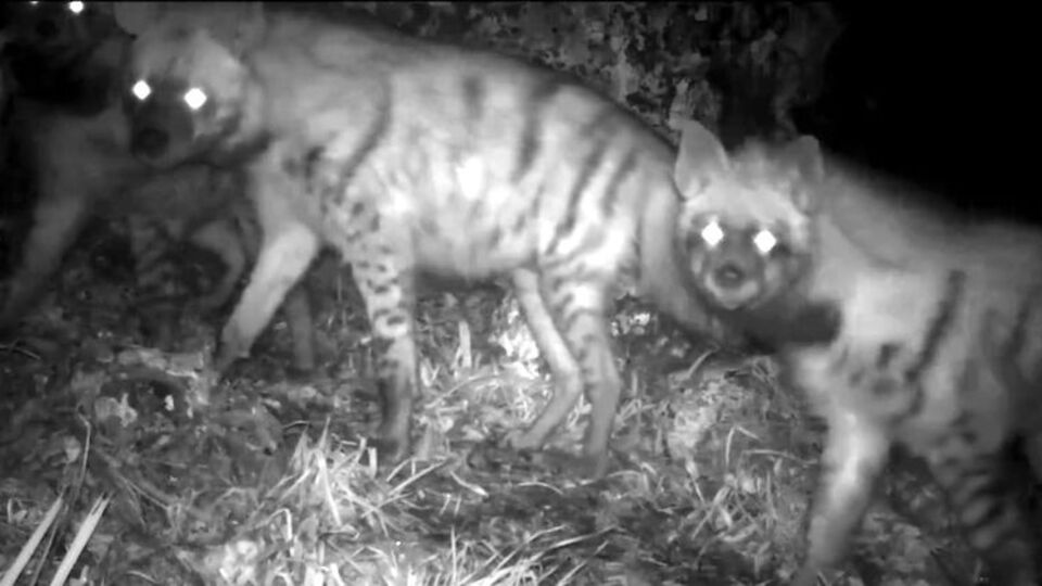 Aile olarak fotokapana yakalandılar!