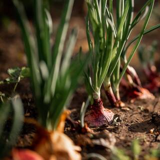 Havalar ısındı, zamanı geldi! Bu hatalara düşmeyin...