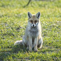  Atalarımızın köpekten önceki sadık dostu, soyu tükenmiş bir tilki türü olabilir