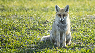 Atalarımızın köpekten önceki sadık dostu, soyu tükenmiş bir tilki türü olabilir