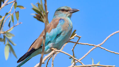 190 türden 24 bine yakın kuş halkalandı