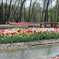 İstanbul Lale Festivali nerede?