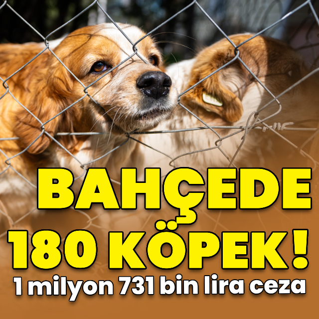 180 köpek! 1 milyon 731 bin lira ceza
