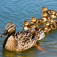 Hep merak edilen sorunun yanıtı 'ördek yavrusu deneyi'nde!
