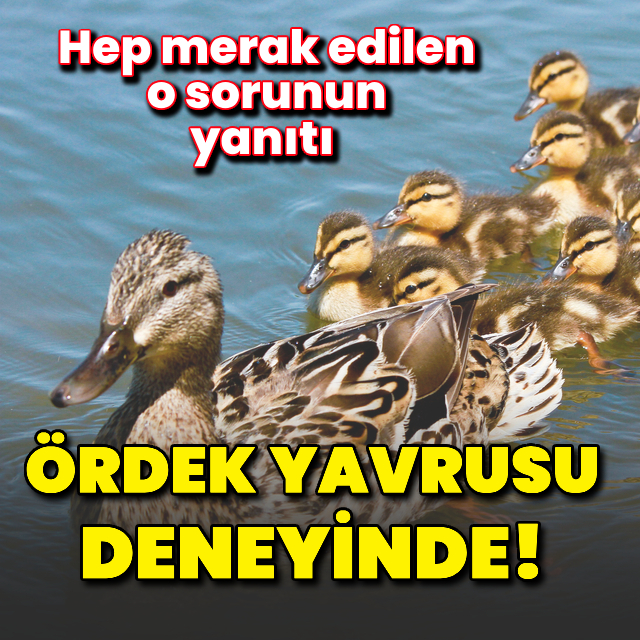 Hep merak edilen sorunun yanıtı 'ördek yavrusu deneyi'nde!