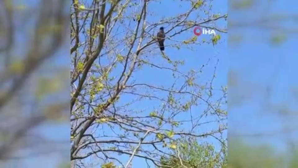 "Allah-u Ekber" diyen karga