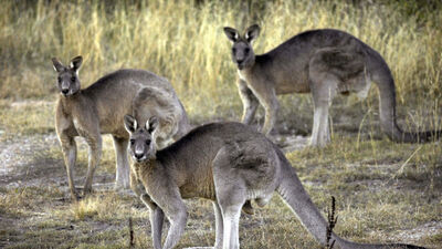 Nesli tükenmiş 3 yeni kanguru türü keşfi!
