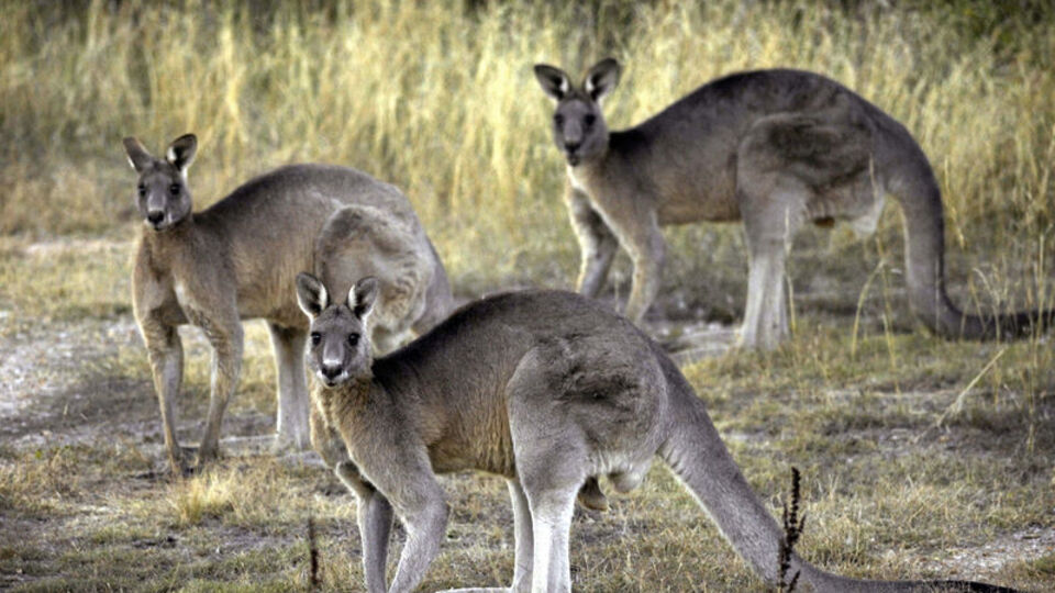 Nesli tükenmiş 3 yeni kanguru türü keşfi!