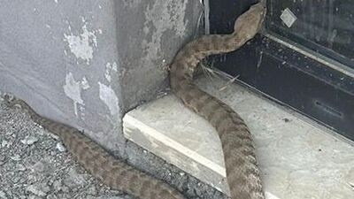 Bir ısırığı öldürüyor! Elazığ'da görüntülendi!