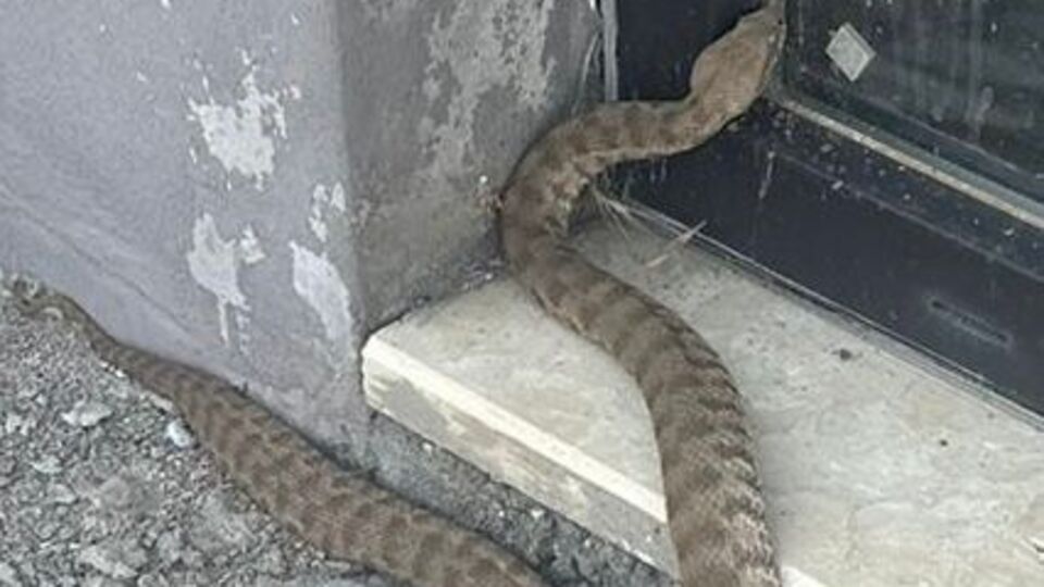 Bir ısırığı öldürüyor! Elazığ'da görüntülendi!