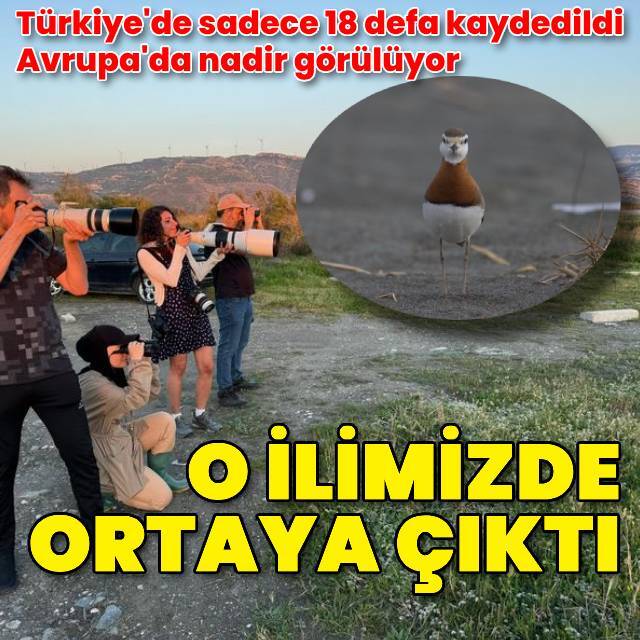 Nadir görülen 'Doğu Cılıbıtı' böyle görüntülendi