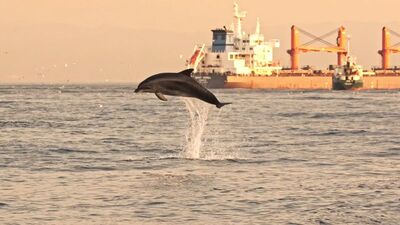 İstanbul'da yunusların coşkusu kamerada