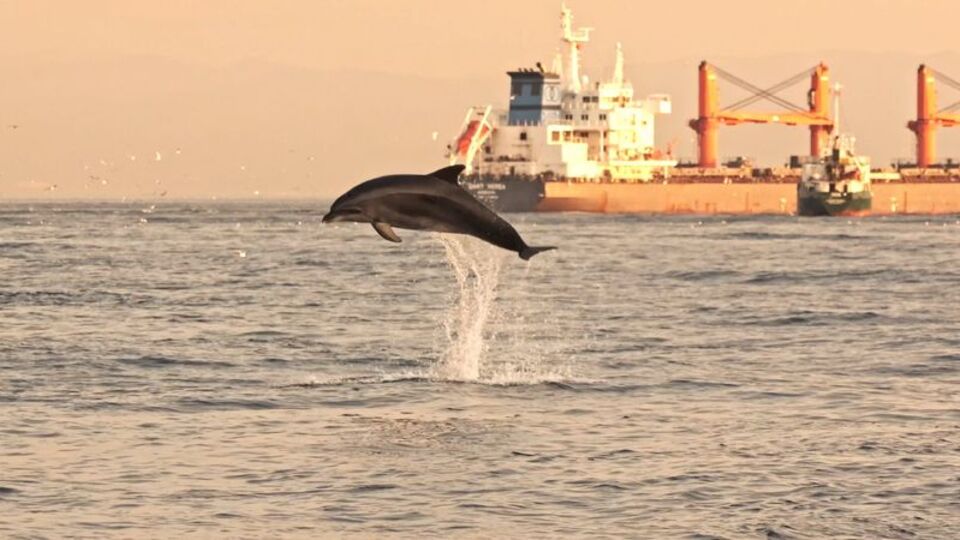İstanbul'da yunusların coşkusu kamerada