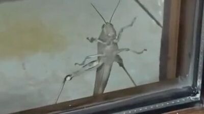 Elazığ'da dev etçil çekirge görüntülendi!