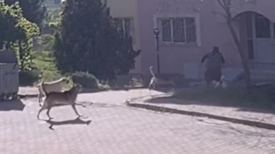 İki bakandan sokak hayvanları ile ilgili açıklama