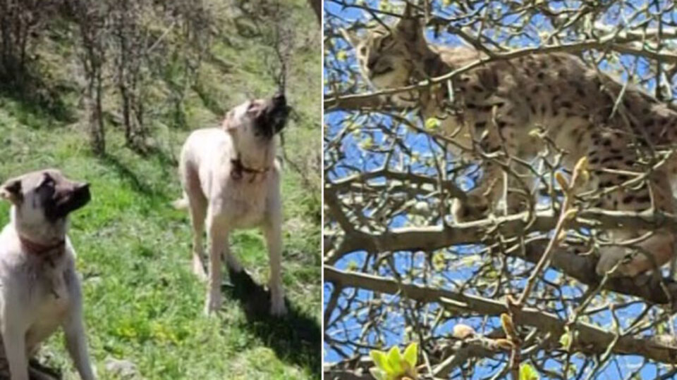 Nesli tükenme tehlikesi altında! Kangallar kovaladı ağaca çıktı!