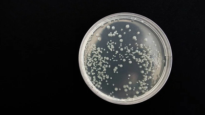 Bazı ölümcül bakteriler insan kanından besleniyor