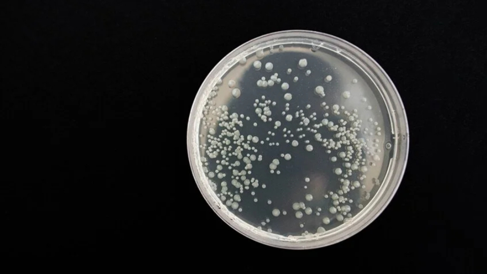 Bazı ölümcül bakteriler insan kanından besleniyor