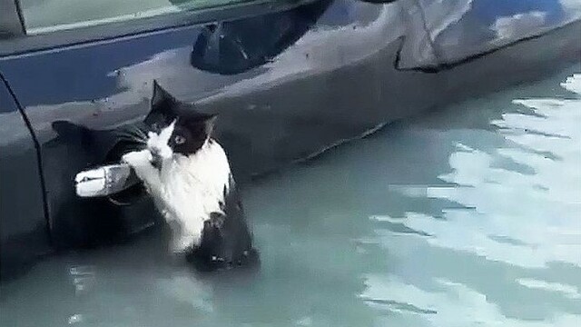 Kedi selde kapıya tutunup kurtulmayı bekledi