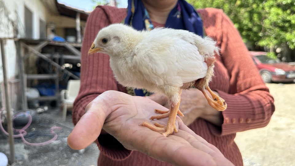 Yumurtadan 4 ayaklı civciv çıktı