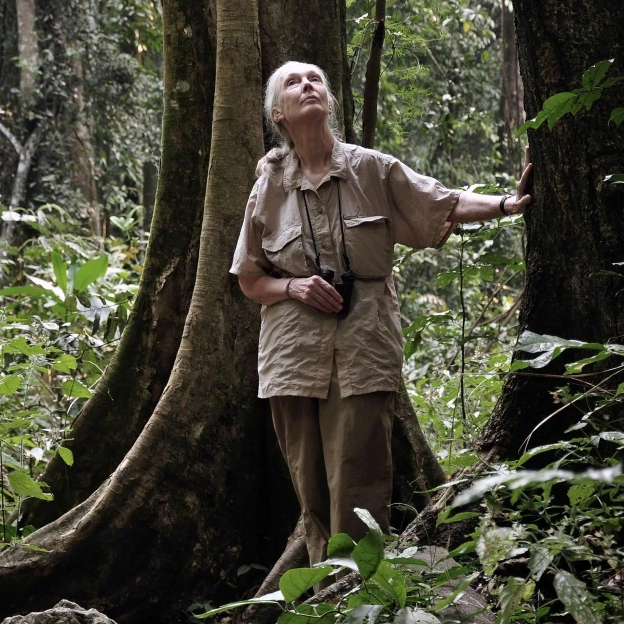 Ünlü etolog Jane Goodall Pera Müzesi'nde