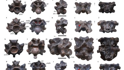 47 milyon yıllık yılan fosili bulundu