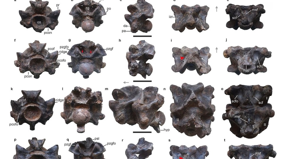 47 milyon yıllık yılan fosili bulundu