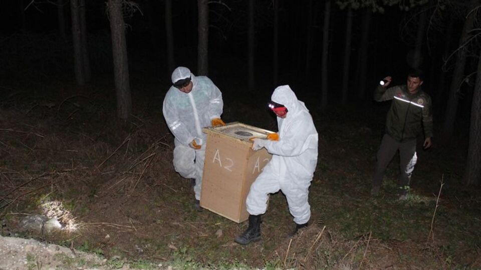 Kırmızı karınca operasyonu