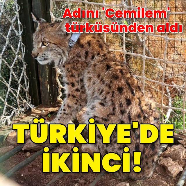 Adını 'Cemilem' türküsünden aldı! Türkiye'de ikinci
