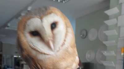 İş yerinde davetsiz misafir!