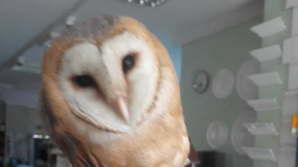 İş yerinde davetsiz misafir!