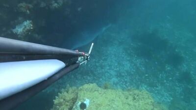 Bozcaada'da görüldü... "Davranışları aynen bir köpek gibiydi"