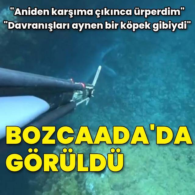 Bozcaada'da görüldü... "Davranışları aynen bir köpek gibiydi"