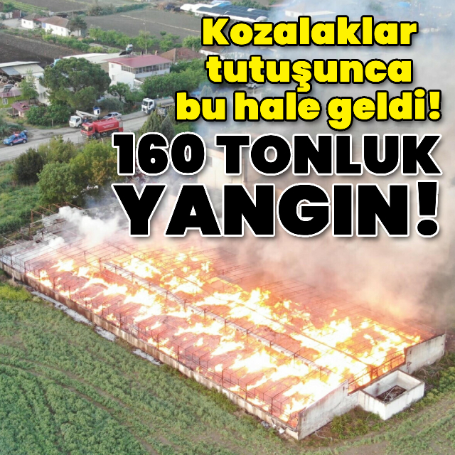 Kozalaklar tutuşunca bu hale geldi!