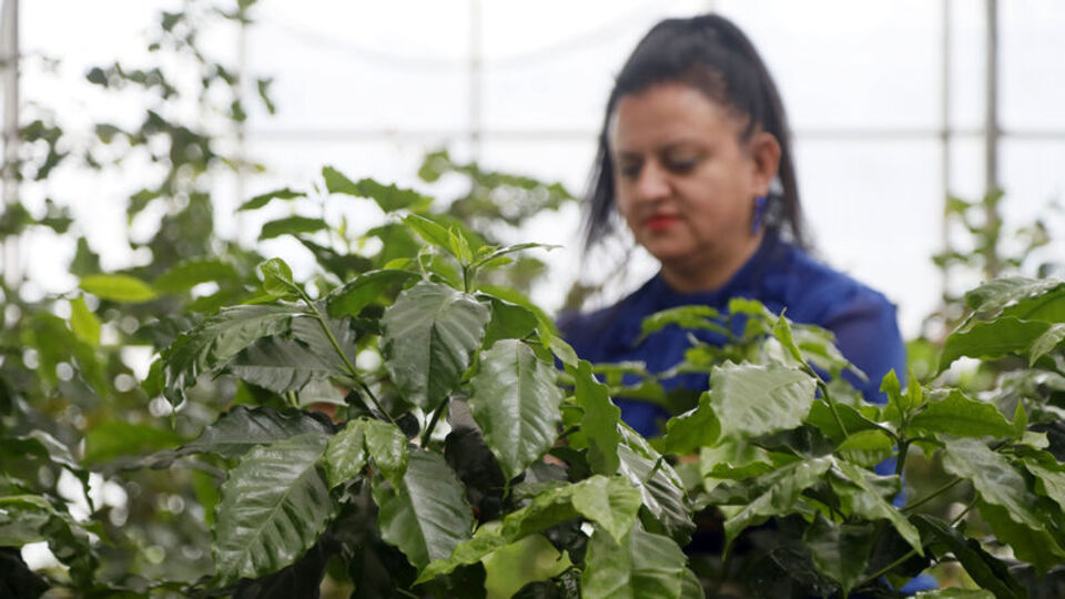 İklim değişti! 40 yıl sonra o bitki Antalya'da yetişiyor!