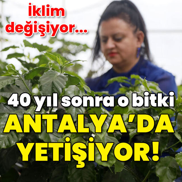 İklim değişti! 40 yıl sonra o bitki Antalya'da yetişiyor!