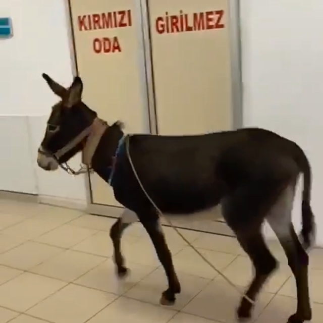 Gözaltına alınan eşek acil servise kaçtı