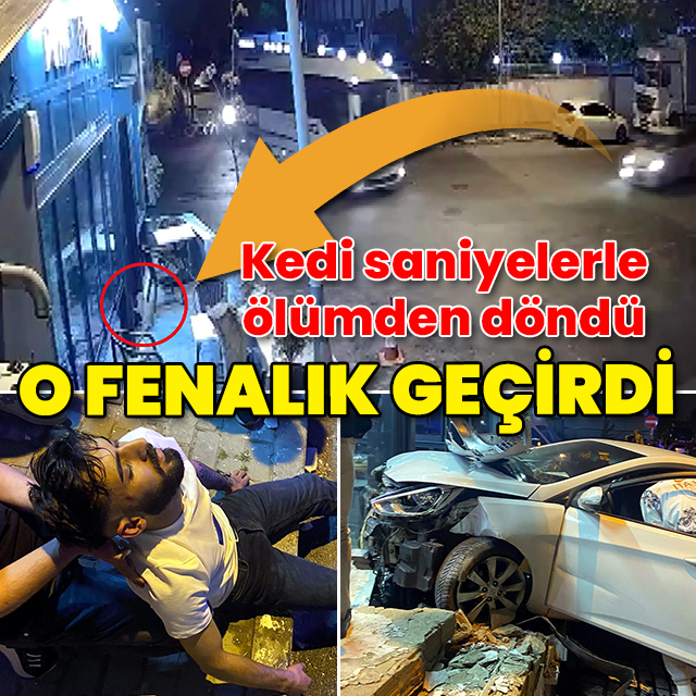 Otomobil kafeye daldı, kedi saniyelerle kurtuldu