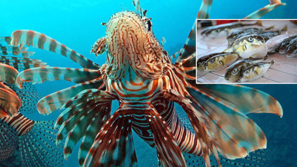 Sadece balon balığı değil... O da büyük tehdit!