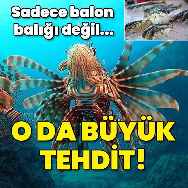 Sadece balon balığı değil... O da büyük tehdit!