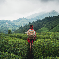 ÇAYKUR 1072 işçi alımı yapıyor!