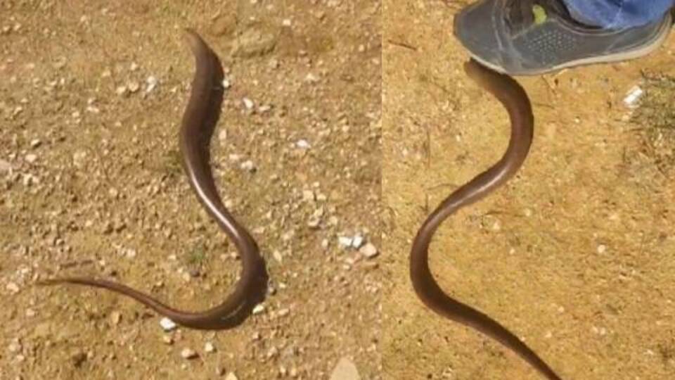 Uyarı geldi... Yılan değil, kertenkele!