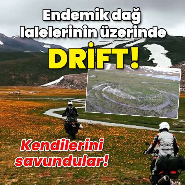 Endemik dağ lalelerinin üzerinde drift!