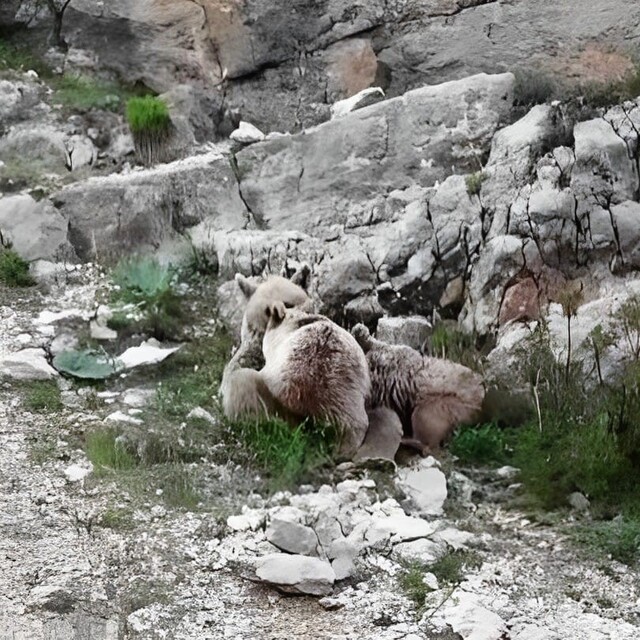 Yavrularını emzirirken görüntülendi