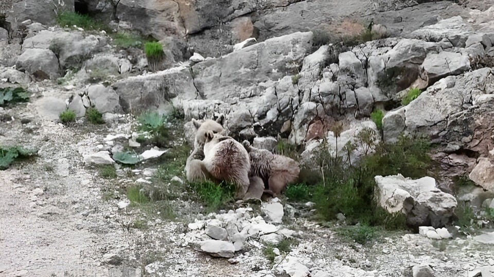 Yavrularını emzirirken görüntülendi