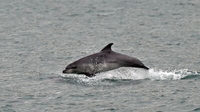 Sinop kıyıları yaklaşık 1500 yunusa ev sahipliği yapıyor