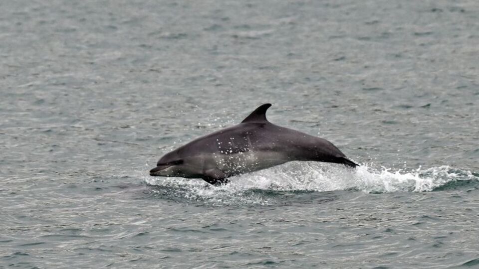 Sinop kıyıları yaklaşık 1500 yunusa ev sahipliği yapıyor