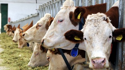 Et arttı, süt azaldı