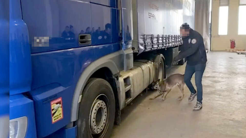 Kapıkule'de TIR'da ele geçirildi! 23 külçe altın!