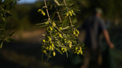 Dünyada şimdi de 'sıvı altın' olarak bilinen zeytinyağı krizi kapıda